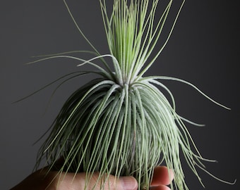 Tillandsia Magnusiana // Fuzzy Air Plant