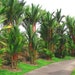 Lipstick Palm Tree / Red Sealing Wax Palm (Cyrtostachys renda) * Seeds One of the world's most beautiful palms!! ... seeds galore