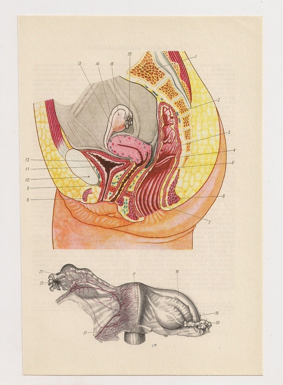 Vagina Medical Diagrams Penis Illustrations Anatomy Print-3752