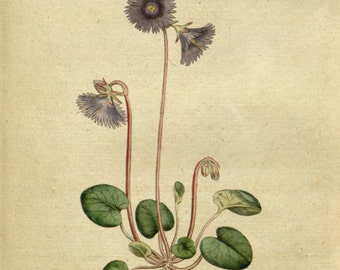 Botanical drawing, Flower print, Flower illustration, 49