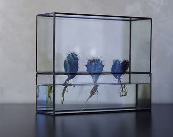 Hydroponic terrarium