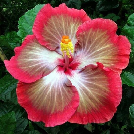 Rare Pink Brown White Hibiscus Seeds Giant Dinner Plate Fresh