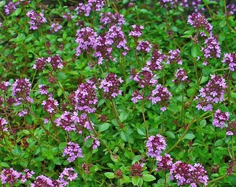 ground thyme to sprigs ground thyme to sprigs