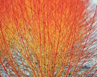 Cornus Sanguinea 20/250/1000 Seeds, Dogwood Midwinter Fire, Hardy Winter Flame Shrub