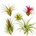 5pc Air Plants Tillandsia 'Ionantha' Assorted / Terrarium plants / Houseplants