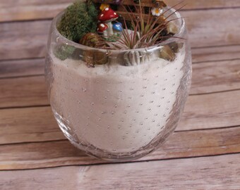 XL Glass Air Plant Terrarium