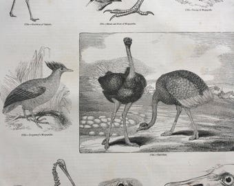 1856 Large Original Antique Bird Engraving - Apteryx, Ostrich, Duperrey's Megapode, Ostrich Skeleton - Ornithology - Wall Decor