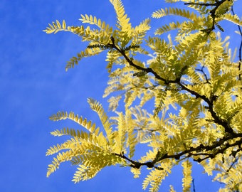 Yellow Leaves in a Blue Sky -- Digital Download, Landscape Photo