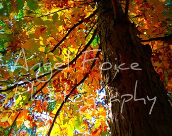 Autumn Tree Photograph