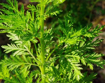 Sweet Wormwood, Sweet Annie, Artemisia annua 50 seeds