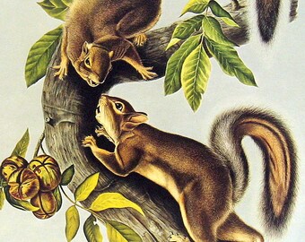 Hare Squirrel - 1976 Vintage Audubon Animal Print - Vintage Book Page - 12 x 9