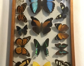 Vintage Wooden Framed 14 Butterfly Specimen Wall Hanger