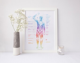 Human Anatomy - Muscle Anatomy - Muscle System - Watercolor Anatomy - Physical Therapy - Physical Therapist Gifts - Med Student Gift