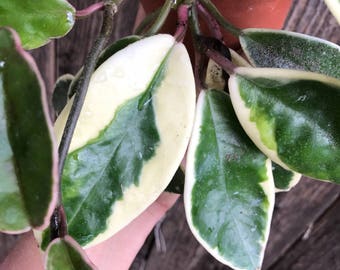 Hoya carnosa 'Tricolor' tropical plant; 4"; drought-tolerant, hanging plant, houseplant, fragrant flowers; indoor plant