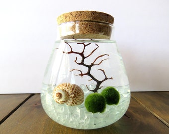 Mother's Day Gift Terrarium Kit: Japanese Marimo Moss Ball Terrarium, Teardrop Glass Cork Vase, 23 colors, Personalized, Gift, Fast Shipping