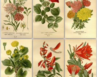 315 flower colour plates from the antique book (1896)