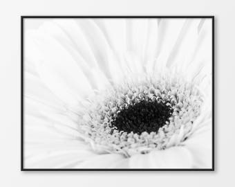 White Daisy Photography, Black and White Daisy Photography, White Daisy, Daisy Wall Art, Flower Wall Art, Flower Photography, Minimalist