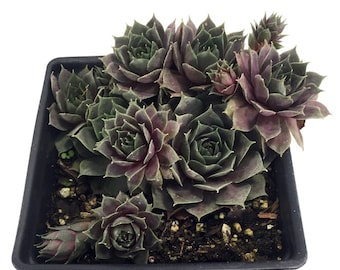 Silverine Hens & Chicks - Semperviven - Very Hardy - One Quart Pot