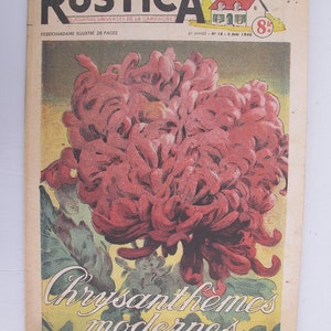 1948, French review, RUSTICA, pink chrysanthemum, antique French flower illustration