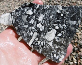 Mollusk Slab (90X80X8)