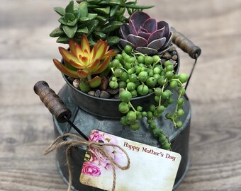 Succulent Arrangement - Rustic Milk Can