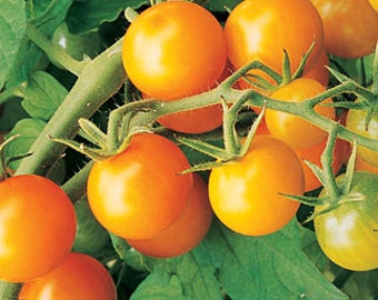 VTC) SUNGOLD CHERRY Tomato~Seeds!!!!!!~~~~~~Luscious!