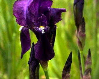 Dracula's Cape, Border Bearded Iris. Imported from Transelvania,