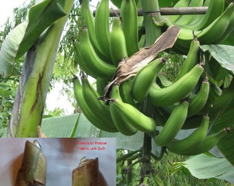 Giant Banana 'Musa paradisiaca' PLATANO living bulbs