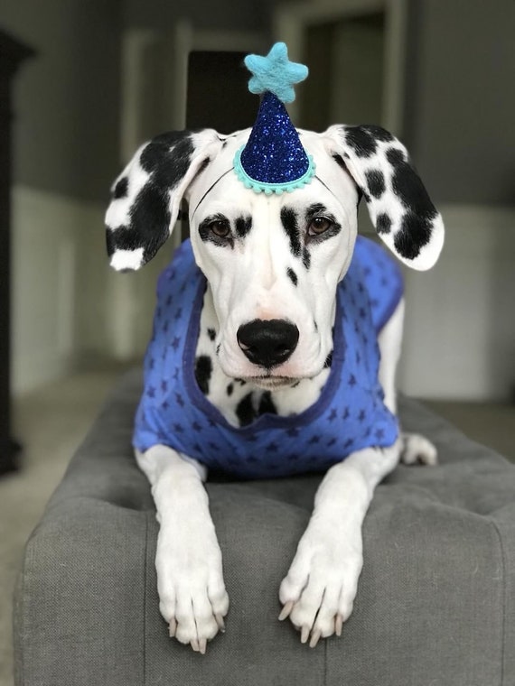 Dog Birthday || Dog Costume || Dog Birthday Hat || Dog Party Hat || Dog Birthday Party || Dog Clothes || Dog Crown
