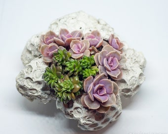 Succulents Arrangements , One of A kind