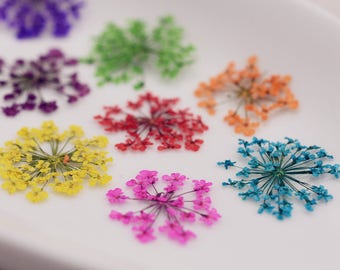 24 pieces per package 2.5-3cm Minoan Lace real dried flowers Pressed flowers natural flower in Vacuum drying package, Nail stickers