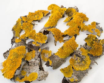 Yellow lichen on the bark, terrarium, natural material.