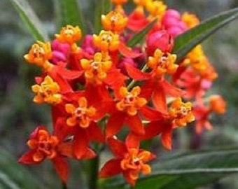 30+ Asclepias Blood Flower Butterfly Weed / Perennial Flower Seeds