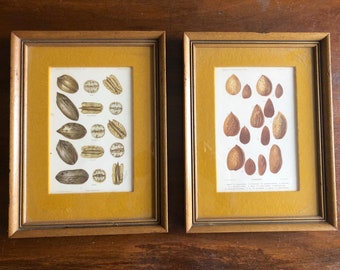 1897 ALMONDS & 1904 PECANS NUTS original antique prints - U.S. Dept of Agriculture - Framed