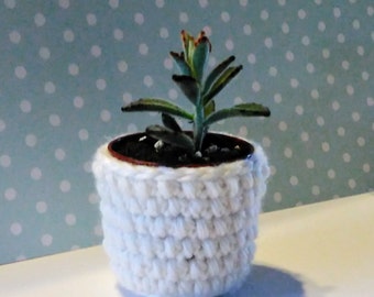 DIGITAL DOWNLOAD DIY crochet succulent indoor planter