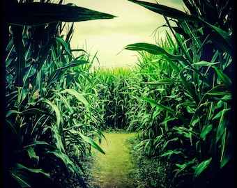Maize Maze...(Bill Keough 2017)