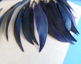 feathers, 2 beautiful black, bright solids.
