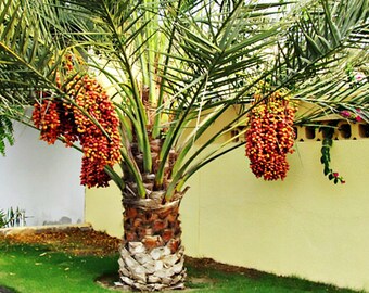 Live Date Palm Tree, Silver Seedlings Date Palm, Queen Palm Tree, California Palm Tree
