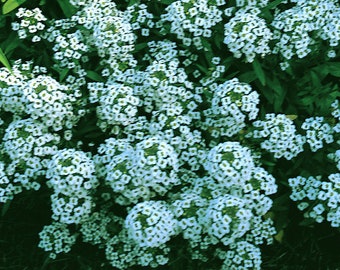 Alyssum Carpet of Snow 7000 seeds