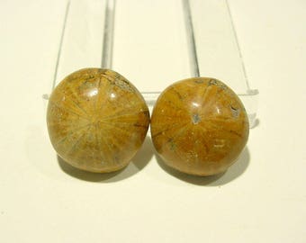 Pair Fossil Sand Dollar, Sea Urchin, Polished Cabs, Madagascar Collectible Jewelry Supply 17mm 16T151 J
