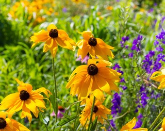 Black Eyed Susans: Photography Download