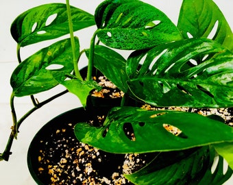 Monstera Obliqua