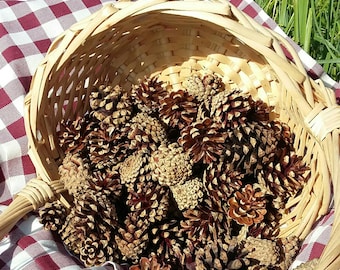 Pine Cones