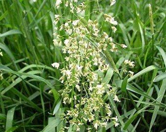 Sweet Grass Plant - Hierochloe oderata - Sacred - 4" Pot