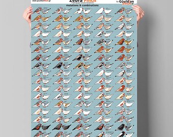 Zebra finch mutation poster