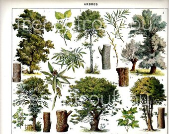 antique french illustration learning board trees print digital download