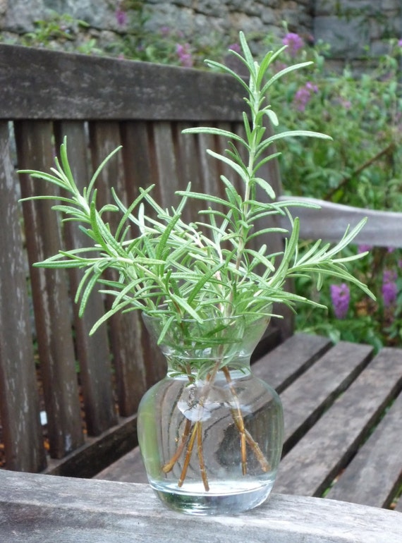 Organic ROSEMARY Seeds