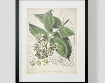 Botanical Illustration Himalayan Plate XI (11)