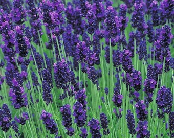 True Lavender 100 seeds