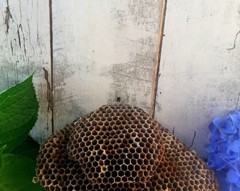 Wasp Nest, Large Wasp Nests,Natural Nest,Nests, Real Wasp Nest